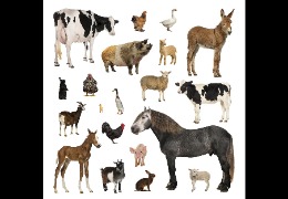 一 水 肌 酸 在 畜 禽 生 產(chǎn) 中 的 應(yīng) 用（下）