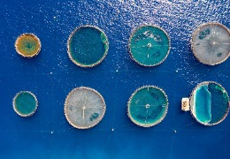 β－羥基－β－甲基丁酸在水產(chǎn)動物中應(yīng)用的研究進(jìn)展（下）