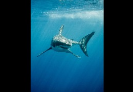 科普|鯊肌醇在化妝品中的安全性與功效